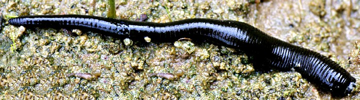 A horse leech