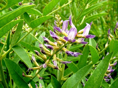 Licorice Plant