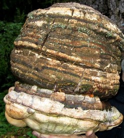 Agaric Mushroom