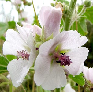 Althea Officinalis