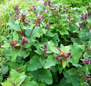 Burdock