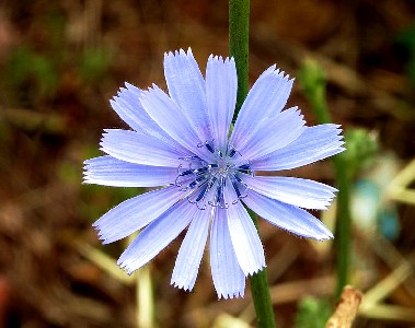 Chicory