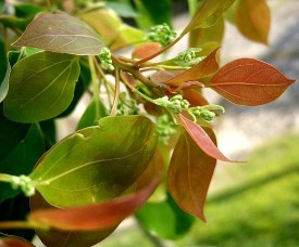 Camphor Tree