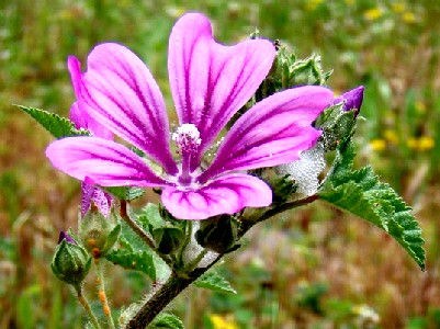 Common Mallow