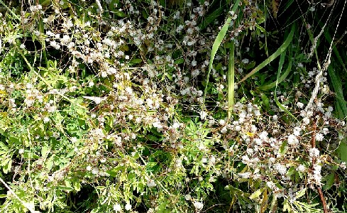 Dodder