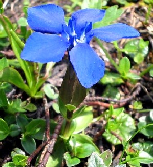 Gentian