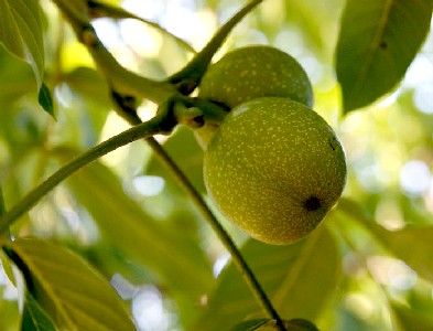 Green Walnuts