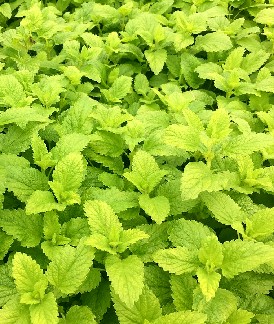 Melissa - Lemon Balm