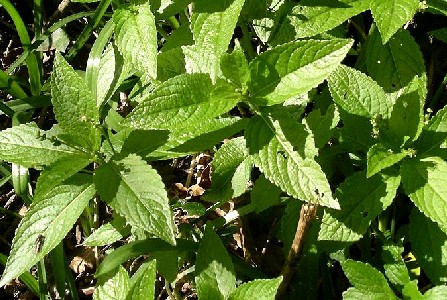 Dog's Mercury