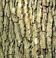 Oak Bark