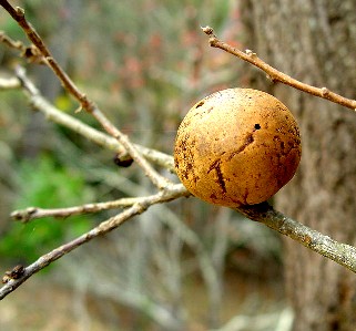 Oak Gall