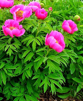 Peony