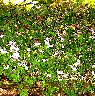 Pleopeltis Polypodioides