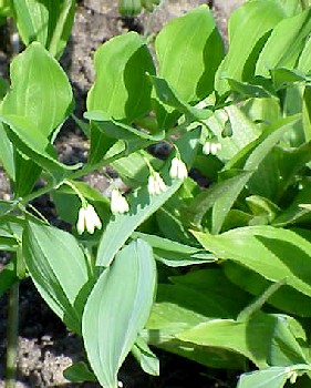 polygonatum