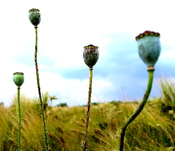 Poppies