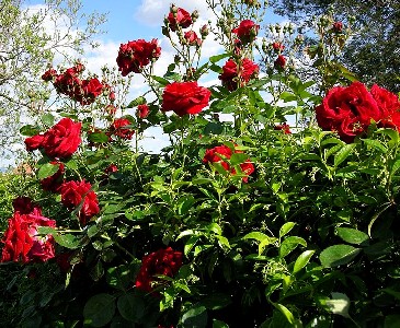 Red Roses