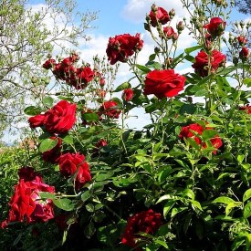 Red Roses