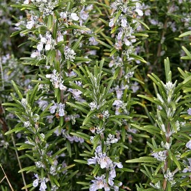 Rosemary Flowers