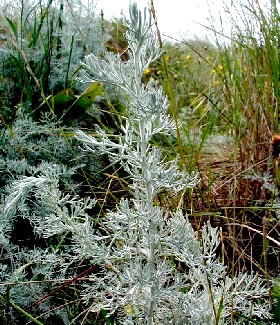 Sea Wormwood