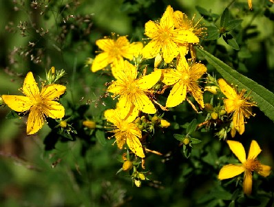 St. John's Wort Plant