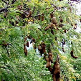 Tamarindus Indica Pods