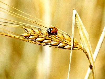 Barley