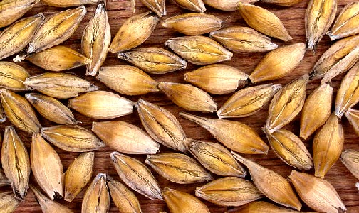 Barley Seeds