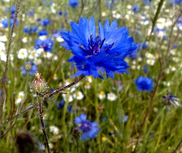 Blue Bottle