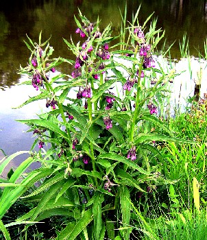 Comfrey