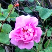 Damask Rose