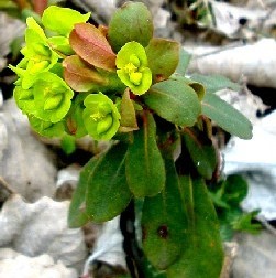 Euphorbia