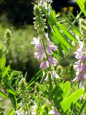 Goat's Rue