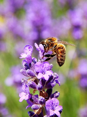 Lavender