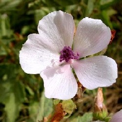 Marshmallow Flower