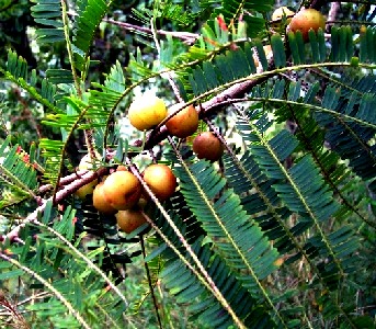 Myrobalans - Phyllanthus emblica