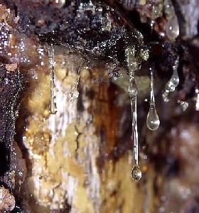 Pine Resin