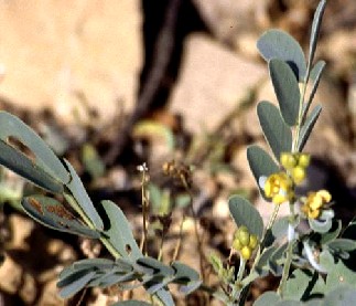 Senna Leaves