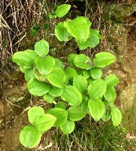 Smilax China