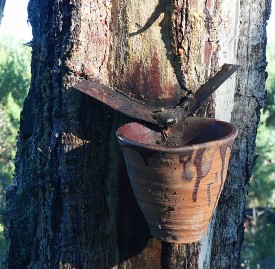 Collecting Turpentine Resin