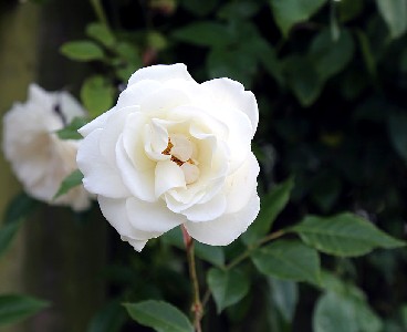 White Rose